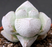 Красула (Crassula deceptor)
