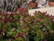 Красула (Crassula dejecta)