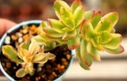 Красула (Crassula dejecta variegated 天狗の舞錦)