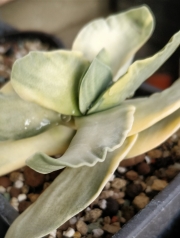 Красула (Crassula falcata variegated スラ 神刀錦)