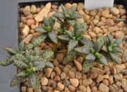 Красула (Crassula humbertii MG2333 Madagascar)