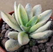 Красула (Crassula Justice Corderoyi variegated variegata)