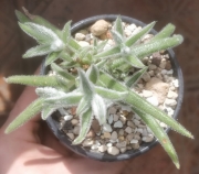Красула (Crassula mesembryanthemoides Hispida)