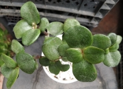 Красула (Crassula multicava)