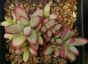 Красула (Crassula nudicaulis)