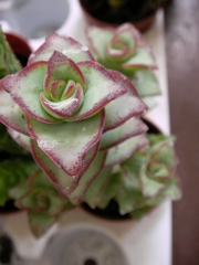 Красула (Crassula perforata Giant Form)