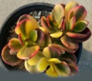 Красула (CRASSULA PORTULACEA VARIEGATED)