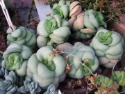 Красула (Crassula pseudohemisphaerica)