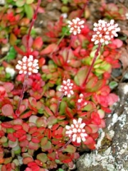 Красула (CRASSULA PUBESCENS SSP. RADICANS)