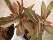 Красула (Crassula pubescens ssp. rattrayi)