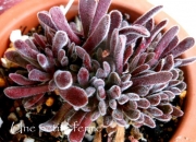 Красула (Crassula pubescens ブベッセンス)
