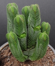 Красула (Crassula pyramidalis)