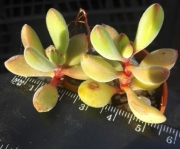 Красула (Crassula rogersii)