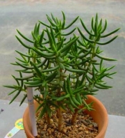Красула (Crassula tetragona)