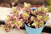 Красула (Crassula volkensii variegated ヴォルケルシー錦)