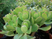 Красула, дървото на живота (Crassula ovata)
