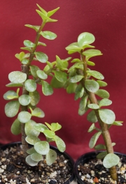 Красула, дървото на живота (Crassula ovata)