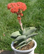 Красула фалката (Crassula falcata)