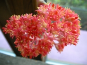 Красула фалката (Crassula falcata)