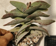 Красула фалката (Crassula falcata)