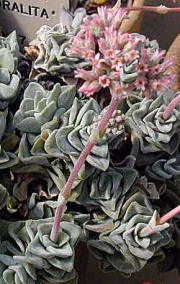 Красула коралита (Crassula coralita)