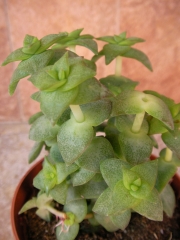 Красула перфората (Crassula perforata)