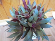 Красула, розетъчна красула (Crassula orbicularis ssp rosularis)