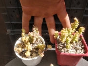 Красула, Скален нефрит (Crassula rupestris)