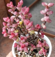 Красула, Скален нефрит (Crassula Rupestris Tom Thumb)