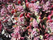 Красула смидти (Crassula smidtii, Crassula exilis ssp. cooperi, Crassula schmidtii, Сrassula picturata)