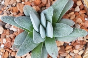 Красула текта (Crassula tecta)