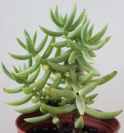 Красула тетрагона (Crassula tetragona)