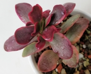 Красула вариегата (Crassula platyphylla variegata)