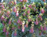Критски риган (Origanum dictamnus)