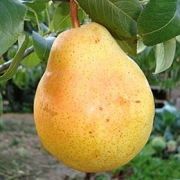 Круша, сорт Жифардова масловка (Pyrus Abbe Fatel)