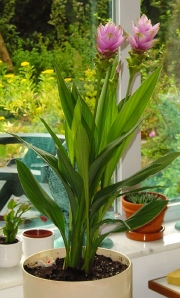 Куркума (Curcuma)