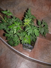Къпина (Rubus)