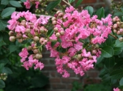 Лагерстремия, Индийски люляк (Lagerstroemia indica Rosea Nova)