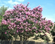 Лагерстремия, Индийски люляк, розова (Lagerstroemia indica x Faurieri Biloxi)