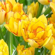 Лале (Tulip Aquila)