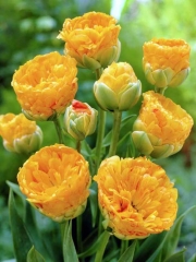 Лале (Tulip Beauty of apeldoorn)