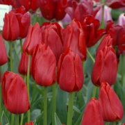 Лале (Tulip Cassini)
