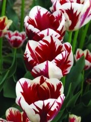 Лале (Tulip Grand Perfection)