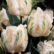 Лале (Tulip Madonna)