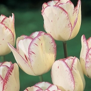 Лале (Tulip Shirley)