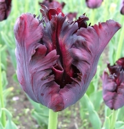 Лале (Tulip Black Parrot)