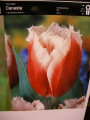 Лале (Tulip Canasta)