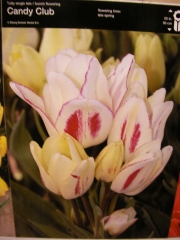 Лале (Tulip Candy Club)