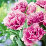 Лале (Tulip Matchpoint)
