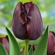 Лале (Tulip Queen of night)